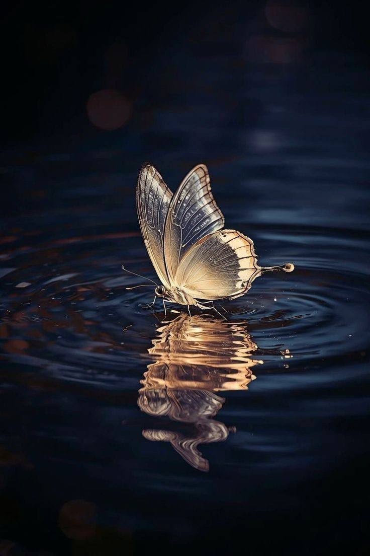 Guided Meditations